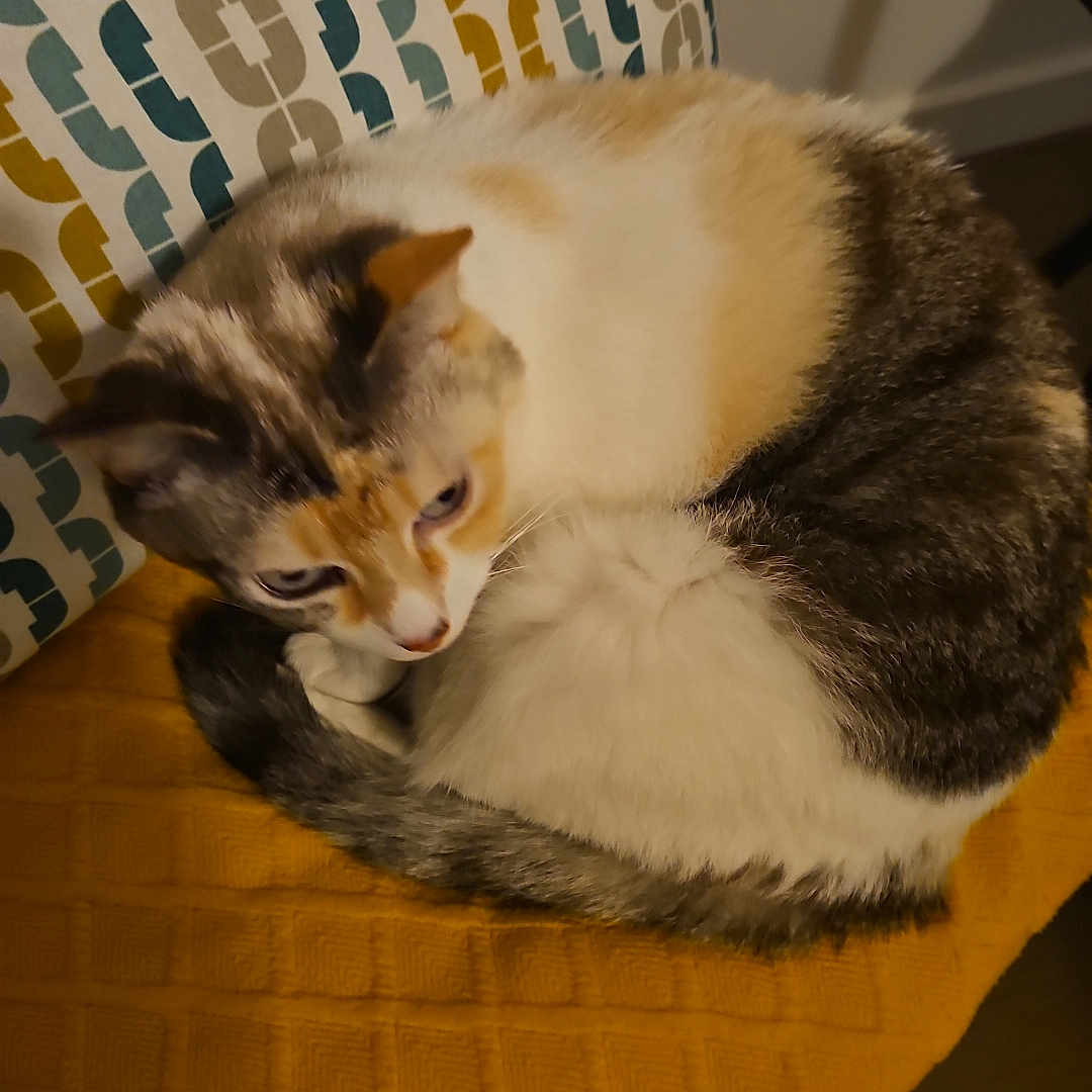 Nala a rejoint le concours — aidez-le/la à gagner de superbes lots ! abyssinian, animal, architecture, armchair, building, cat, chair, couch, cushion, furniture, hardwood, homedecor, indoors, kitten, livingroom, manx, pet, room, siamese, wood