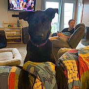 Winnie joined the competition — help win amazing prizes! dog, black_dog, quilt, living_room, person, recliner, television, window, curtains, carpet, furniture, indoor, pet, collar, watching, relaxed, home, couch, blanket, casual