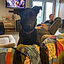 dog, black_dog, quilt, living_room, person, recliner, television, window, curtains, carpet, furniture, indoor, pet, collar, watching, relaxed, home, couch, blanket, casual