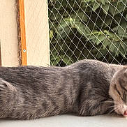 Fatou participe au concours pour gagner de l'argent avec cette photo : cat, gray_tabby, animal, pet, feline, curious, outdoor, mesh_fence, greenery, ledges, whiskers, ears, fur, side_view, domestic_animal, young_cat, alert, close_up, natural_light, resting