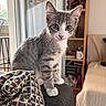 Fatou a rejoint le concours — aidez-le/la à gagner de superbes lots ! kitten, cat, tabby, indoor, furniture, couch, blanket, sitting, curious, pet, animal, whiskers, ears, eyes, face, paws, shelf, mug, cozy, home