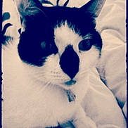 Jessy participe au concours pour gagner de l'argent avec cette photo : black_and_white, blue, carnivore, cat, ear, eye, felidae, fur, kitten, nose, photography, sky, small_to_medium_sized_cats, smile, snapshot, snout, tail, textile, whiskers