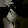 Jessy participe au concours pour gagner de l'argent avec cette photo : aegean_cat, american_wirehair, asian, black_and_white, burmilla, carnivore, cat, domestic_short_haired_cat, eye, felidae, flower, japanese_bobtail, kitten, plant, small_to_medium_sized_cats, tail, turkish_angora, turkish_van, whiskers, white