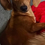Luke joined the competition — help win amazing prizes! dog, dachshund, pet, brown_dog, long_haired, floppy_ears, dark_eyes, black_nose, portrait, close_up, lounging, lying_down, couch, sofa, red_blanket, indoor, home, cozy, cute, funny_expression