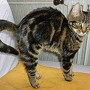 Ivy a rejoint le concours — aidez-le/la à gagner de superbes lots !