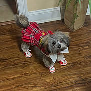 Coco joined the competition — help win amazing prizes! dog, pet, clothing, shoes, plaid_skirt, red, indoor, floor, wooden_floor, plant, pot, fur, cute, small_dog, accessory, collar, adorable, standing, animal, costume