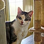 Ame participe au concours pour gagner de l'argent avec cette photo : animal, cat, cat_tree, closeup, curious, domestic_animal, ears, feline, fur, home, indoor, looking, natural_light, pet, portrait, scratching_post, side_view, soft_light, whiskers, window