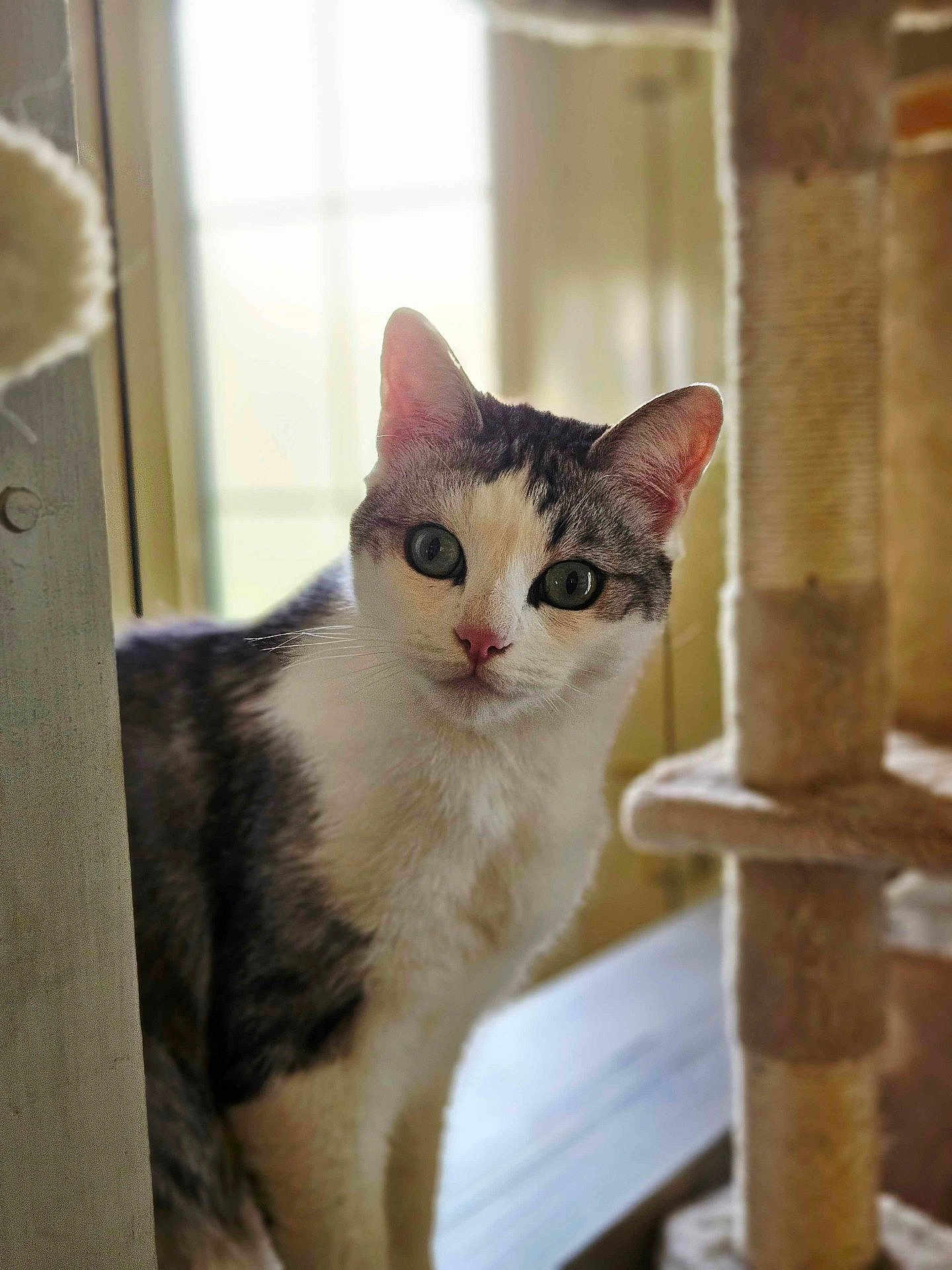 Ame participe au concours pour gagner de l'argent avec cette photo : cat, pet, indoor, curious, window, natural_light, feline, whiskers, ears, fur, scratching_post, cat_tree, domestic_animal, closeup, portrait, animal, looking, soft_light, side_view, home