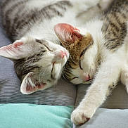 Ame participe au concours pour gagner de l'argent avec cette photo : blanket, cat, closeup, cozy, cute, ears, feline, fur, indoor, kitten, nose, paw, peaceful, pet, resting, sleeping, snuggling, soft, striped, whiskers