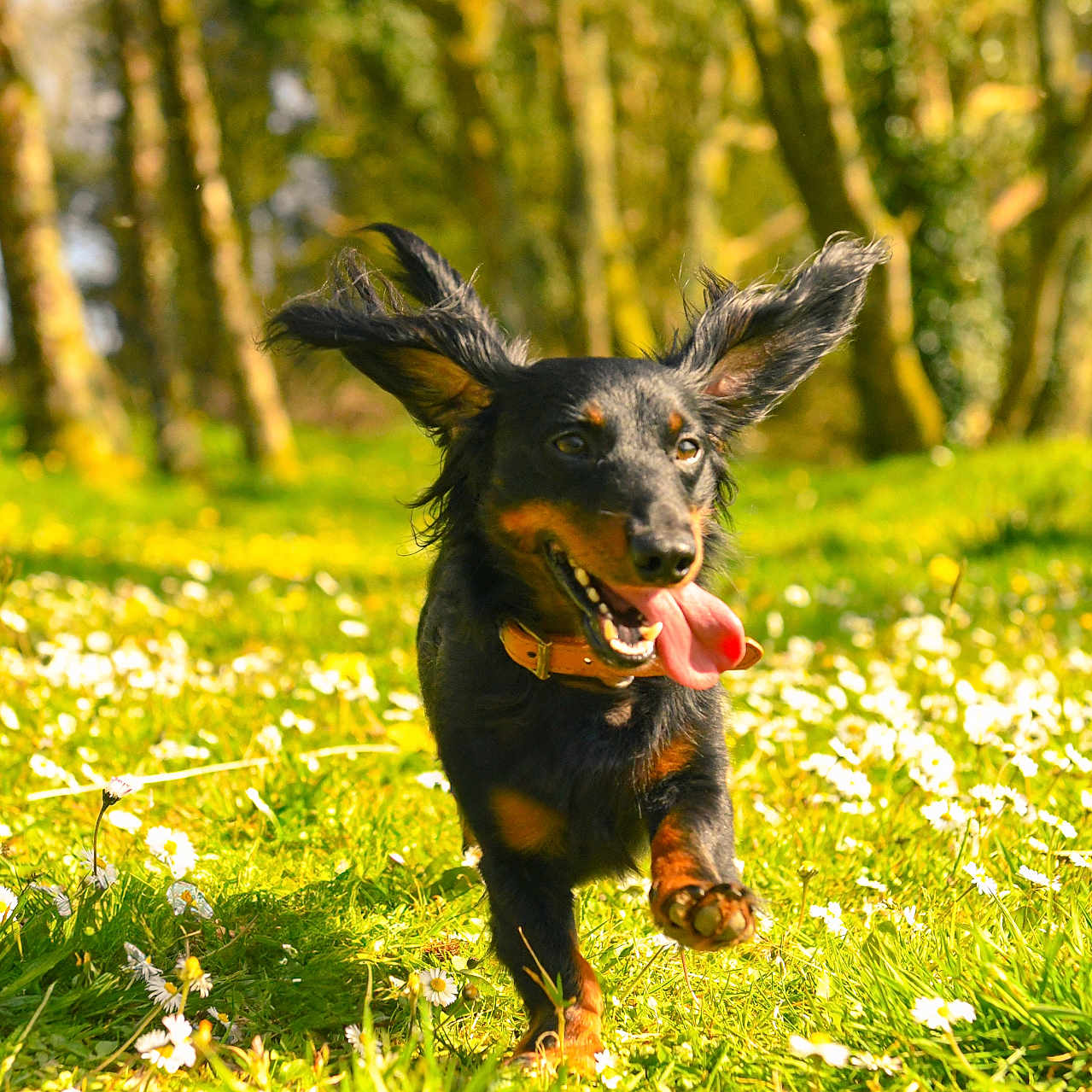 Appy a rejoint le concours — aidez-le/la à gagner de superbes lots ! animal, canine, collar, daisies, daytime, dog, ears, forest, grass, greenery, happy, motion, nature, outdoor, pet, playful, running, spring, sunlight, tongue