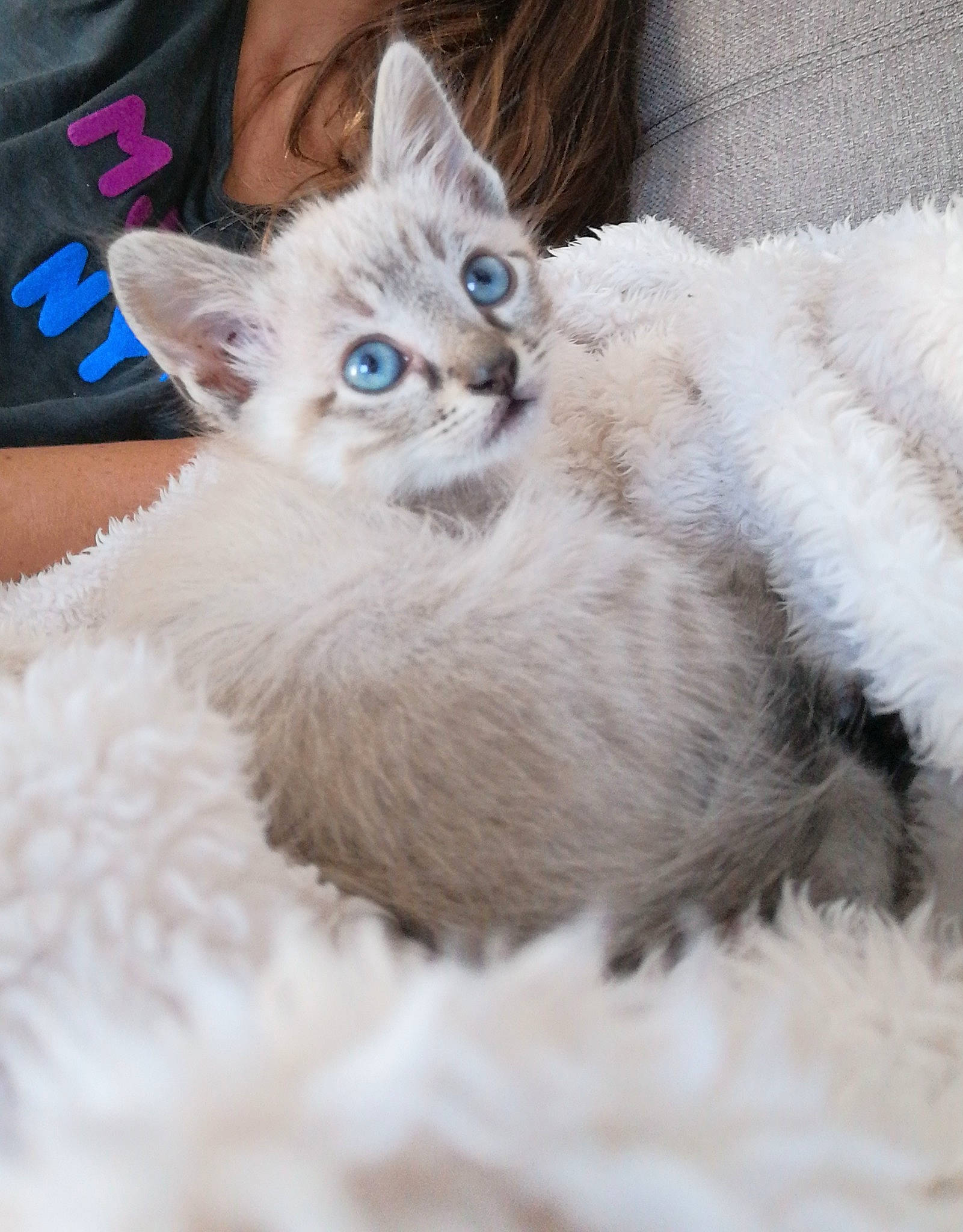 Cenitz participe au concours pour gagner de l'argent avec cette photo : asian, burmilla, carnivore, cat, colorpoint_shorthair, cornish_rex, devon_rex, ear, eye, felidae, fur, kitten, mammal, ojos_azules, ragdoll, small_to_medium_sized_cats, thai, tonkinese, vertebrate, whiskers