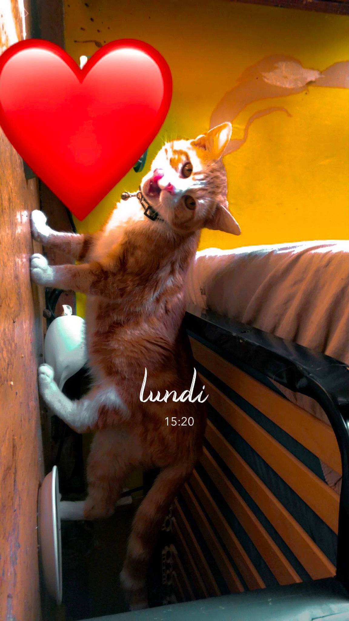 Poopey participe au concours pour gagner de l'argent avec cette photo : balloon, carnivore, event, fawn, felidae, fun, fur, happy, heart, love, magenta, orange, party_supply, peach, room, small_to_medium_sized_cats, stuffed_toy, tail, whiskers, wood