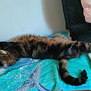Tom a rejoint le concours — aidez-le/la à gagner de superbes lots ! cat, tabby, sleeping, stretched_out, blanket, whale_pattern, table, jacket, brush, indoor, pet, feline, relaxed, fur, paw, tail, wooden_floor, cozy, resting, domestic