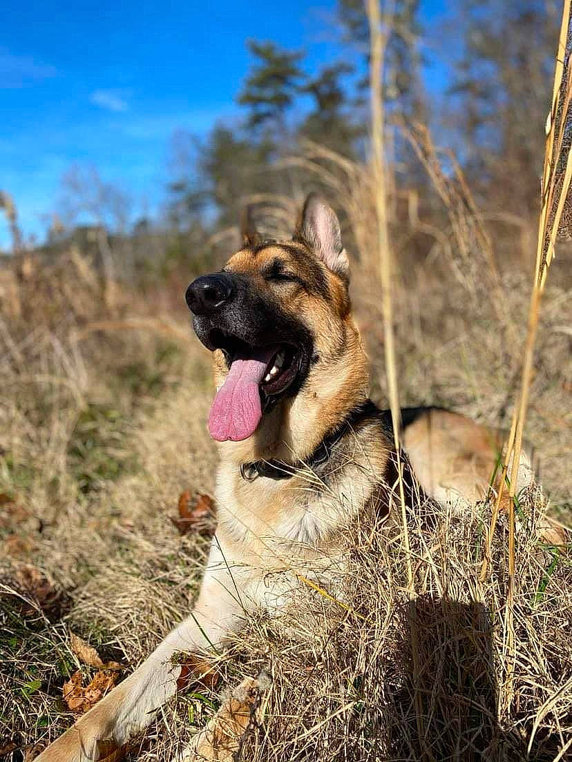 Zeus joined the competition — help win amazing prizes! canidae, carnivore, cloud, collar, companion_dog, dog, dog_breed, dog_hiking, east_european_shepherd, fawn, german_shepherd_dog, grass, landscape, plant, sky, snout, soil, sporting_group, terrestrial_animal, tree