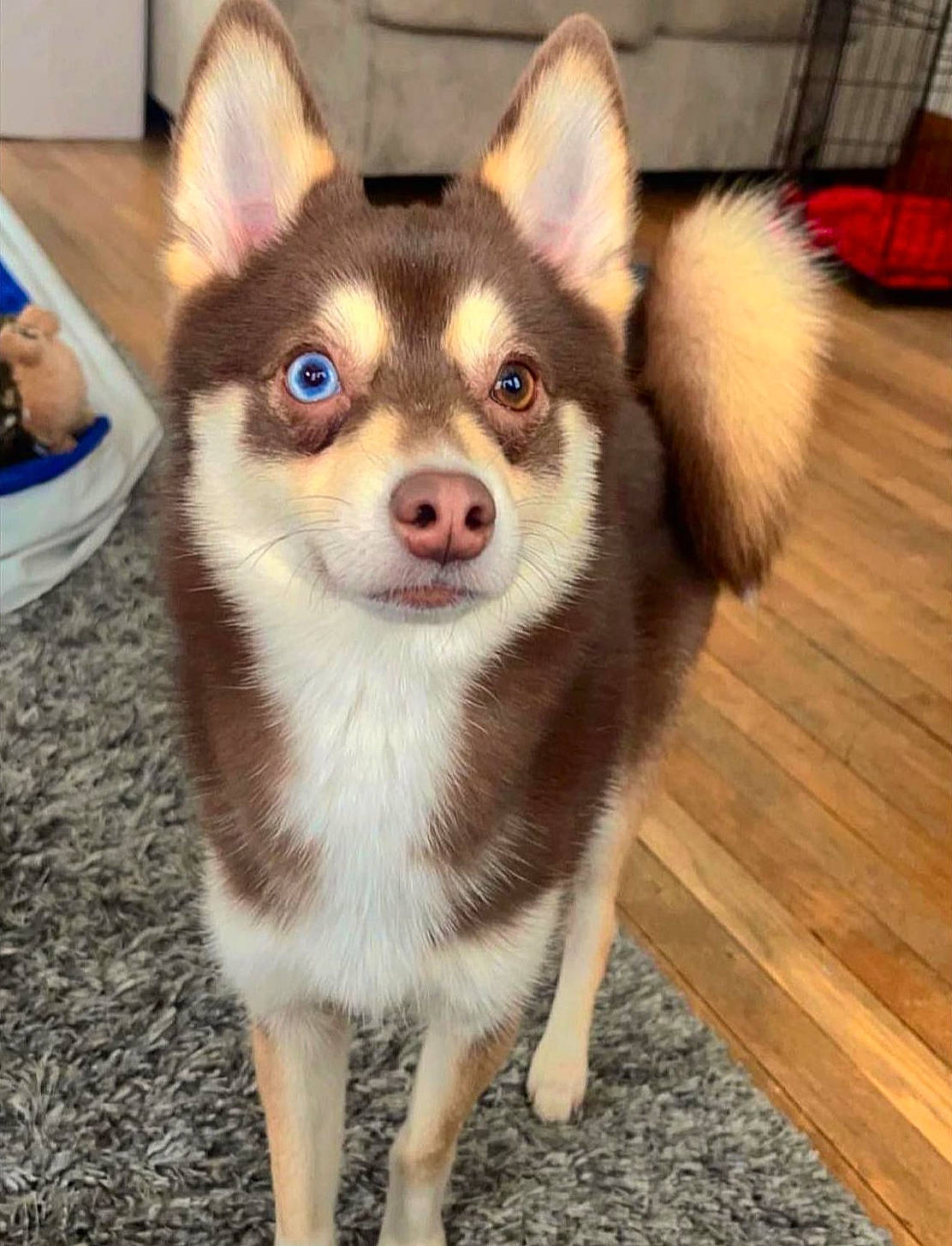 Blaze joined the competition — help win amazing prizes! canidae, carnivore, companion_dog, dog, dog_breed, door, fawn, fur, hardwood, plank, sled_dog, snout, sporting_group, terrestrial_animal, varnish, whiskers, wood, wood_stain, working_animal, working_dog