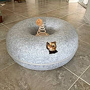 Tigger is registered to the contest to win money with this photo: cat, cat_bed, grey, donut_shape, toy, spring_toy, floor, tile_floor, indoor, curious, peeking, hole, pet, animal, feline, home, cozy, brown_cat, cute, playful