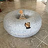 cat, cat_bed, grey, donut_shape, toy, spring_toy, floor, tile_floor, indoor, curious, peeking, hole, pet, animal, feline, home, cozy, brown_cat, cute, playful