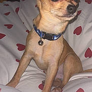Caramel participe au concours pour gagner de l'argent avec cette photo : dog, chihuahua, pet, small_dog, collar, bell, blanket, heart_pattern, indoor, cute, alert, fur, animal, sitting, bed, cozy, canine, companion, domestic_animal, portrait