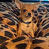 dog, chihuahua, small_dog, pet, animal, blanket, leopard_print, remote_control, indoor, television, screen, collar, brown, tan, cute, ears, sitting, resting, cozy, watching_tv