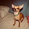 Caramel participe au concours pour gagner de l'argent avec cette photo : dog, chihuahua, pet, small_dog, brown_dog, collar, indoors, couch, pillow, furniture, alert, sitting, cute, animal, companion, domestic_animal, canine, short_hair, ears, living_room