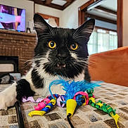 Lizo joined the competition — help win amazing prizes! cat, black_and_white, yellow_eyes, feather_toy, colorful_ribbons, curious, indoor, living_room, fireplace, wooden_beams, patterned_surface, pet, playful, feline, close_up, whiskers, ears, fur, home, cozy