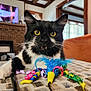 cat, black_and_white, yellow_eyes, feather_toy, colorful_ribbons, curious, indoor, living_room, fireplace, wooden_beams, patterned_surface, pet, playful, feline, close_up, whiskers, ears, fur, home, cozy
