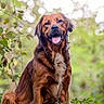 dog, brown_dog, canine, pet, animal, forest, greenery, leaves, nature, outdoor, bokeh, happy, tongue_out, ears_up, sitting, fur, mammal, daylight, tree, woodland