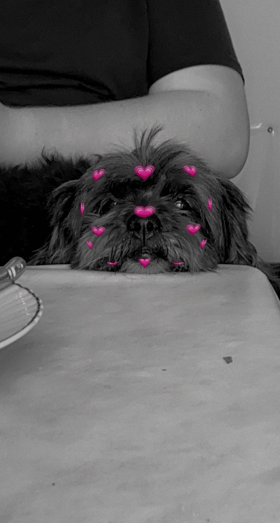 Elza participe au concours pour gagner de l'argent avec cette photo : bedding, carnivore, comfort, companion_dog, dog, dog_breed, dog_supply, fawn, fur, furniture, grey, human_leg, linens, liver, magenta, snout, textile, thigh, toy_dog, working_animal