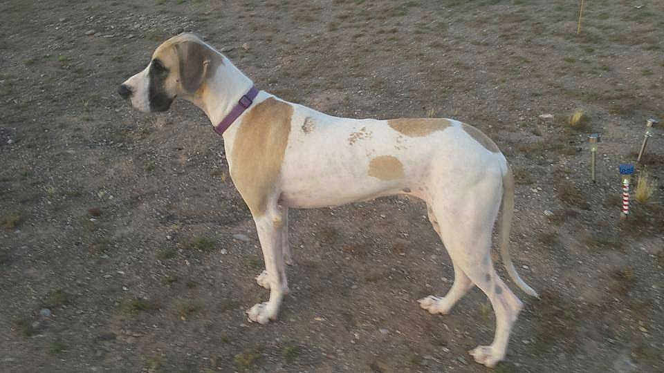 Gracie