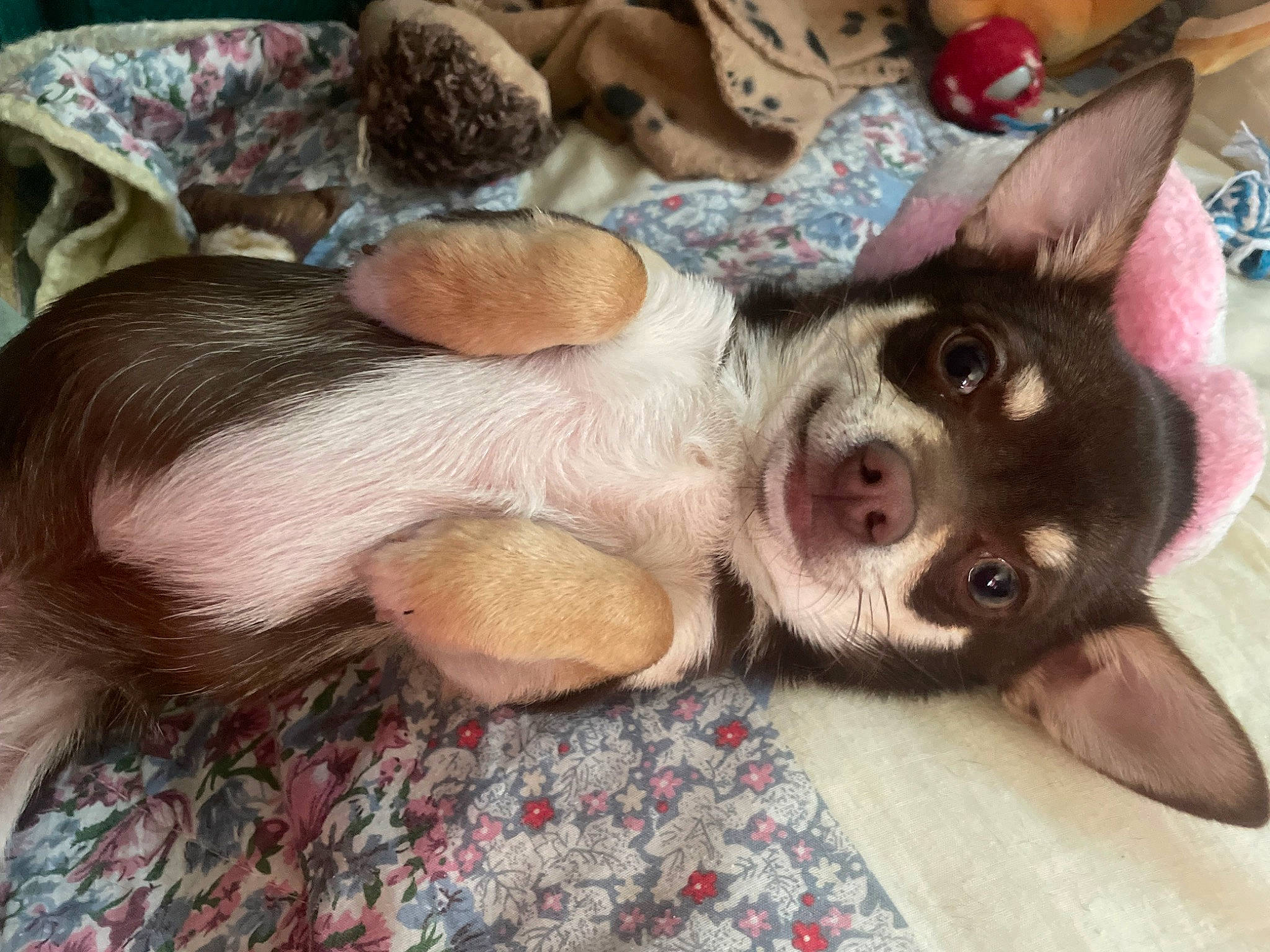 Vizir participe au concours pour gagner de l'argent avec cette photo : canidae, carnivore, comfort, companion_dog, dog, dog_breed, ear, fawn, fur, nap, non_sporting_group, paw, puppy_love, selfie, snout, sporting_group, street_dog, toy_dog, whiskers, working_animal