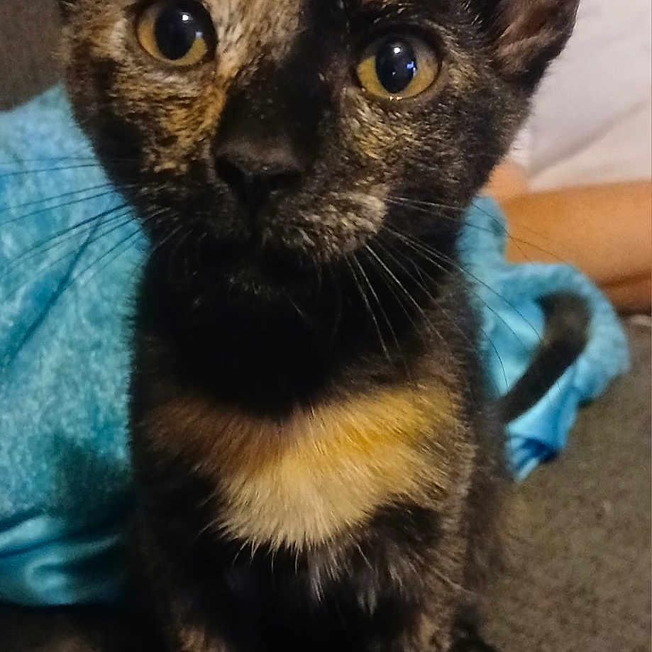 Blacki Chan joined the competition — help win amazing prizes! background, blanket, cat, close_up, couch, curious, cute, domestic_animal, ears, feline, fur, indoor, kitten, person, pet, sitting, tortoiseshell, whiskers, yellow_eyes, young