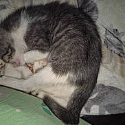 Spooky is registered to the contest to win money with this photo: animal, blanket, cat, cozy, cute, domestic_animal, feline, fur, gray_and_white, indoor, kitten, nap, paw, pet, resting, sleeping, soft, tail, whiskers, young