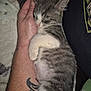 Spooky is registered to the contest to win money with this photo: animal, blanket, close_up, comfort, cozy, cute, domestic_cat, furry, gray, hand, indoor, kitten, napping, pet, resting, sleeping, soft, tattoo, white, young