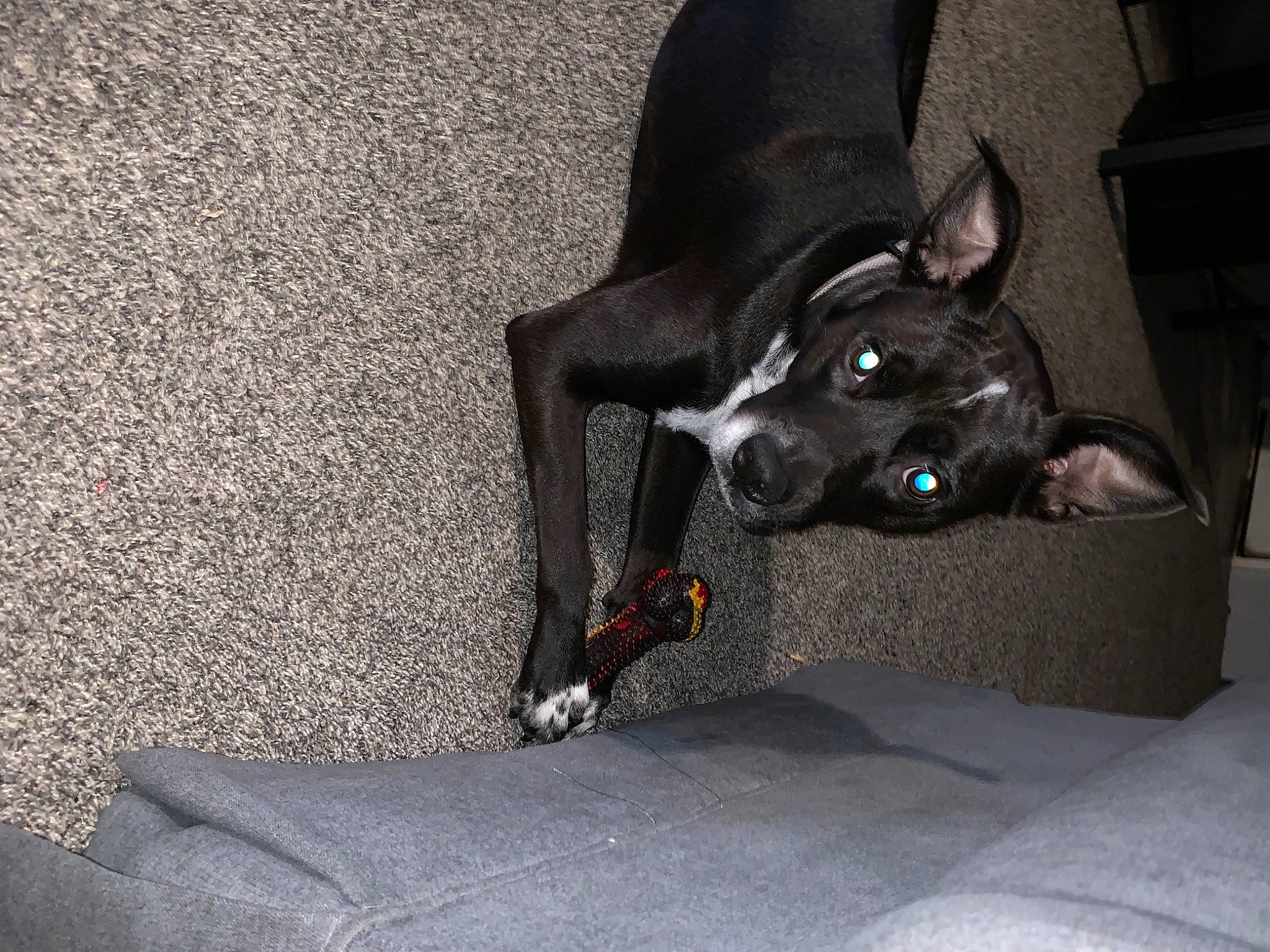 Dash joined the competition — help win amazing prizes! canidae, carmine, carnivore, comfort, companion_dog, dog, dog_breed, dog_supply, fawn, felidae, fur, grey, non_sporting_group, paw, snout, sporting_group, tail, toy_dog, whiskers, working_animal