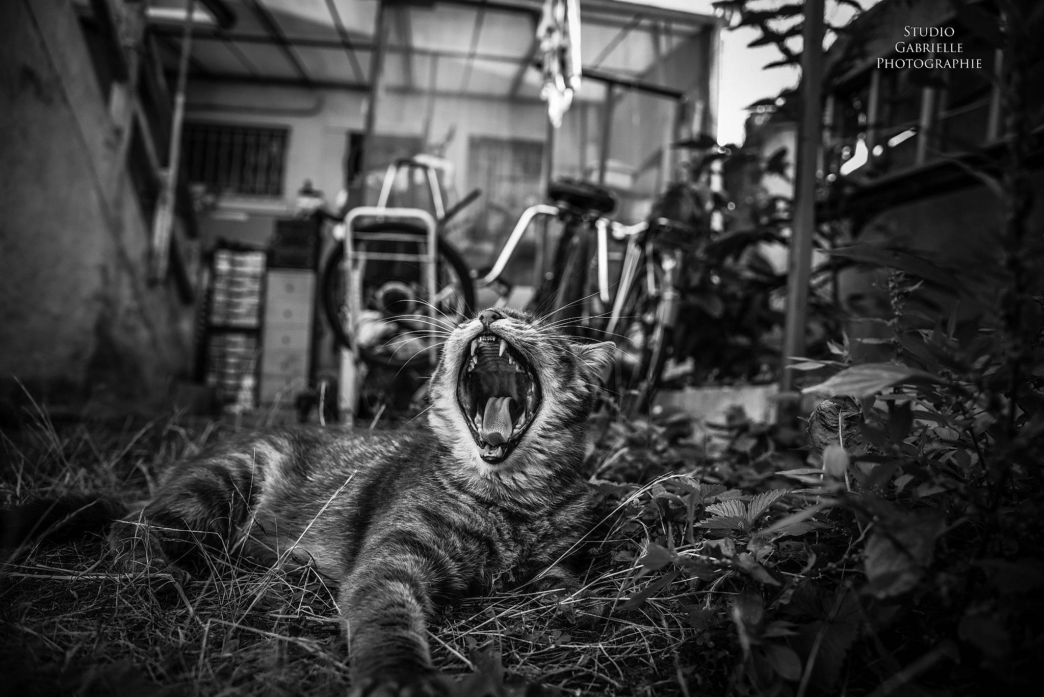 Opie participe au concours pour gagner de l'argent avec cette photo : black, black_and_white, cat, city, eye, felidae, house, metal, monochrome, monochrome_photography, photography, small_to_medium_sized_cats, snapshot, snout, still_life_photography, stock_photography, street, style, urban_area, window