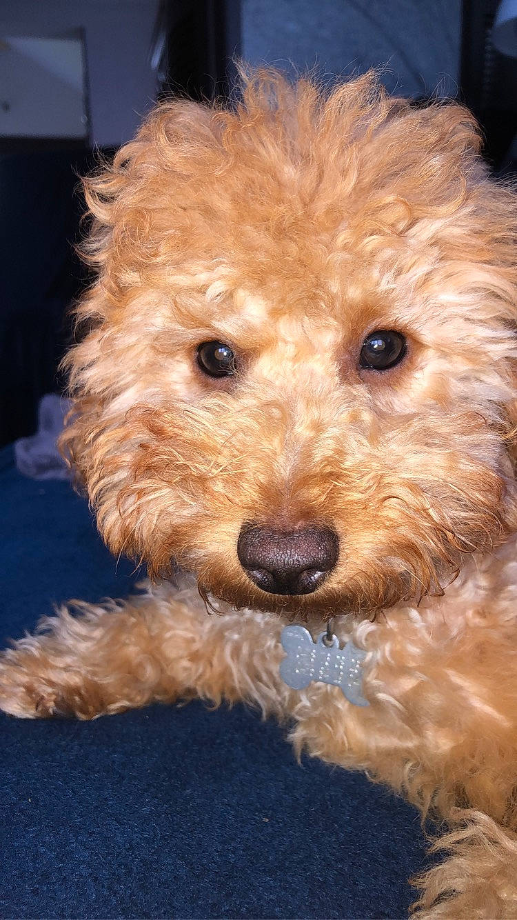 Early a rejoint le concours — aidez-le/la à gagner de superbes lots ! canidae, carnivore, companion_dog, dog, dog_breed, fur, labradoodle, maltepoo, non_sporting_group, poodle, poodle_crossbreed, small_terrier, snout, sporting_group, terrier, toy_dog, vertebrate, water_dog, working_animal, yorkipoo