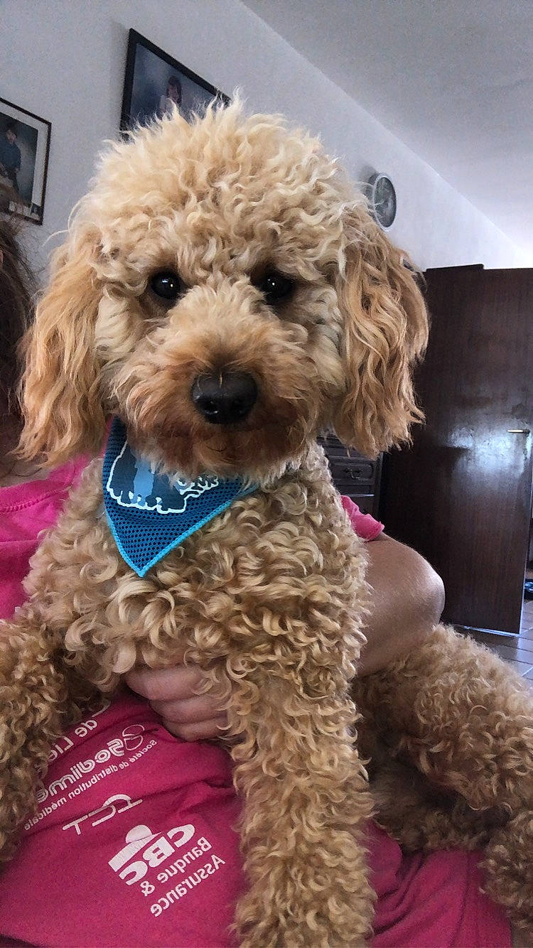 Early participe au concours pour gagner de l'argent avec cette photo : brown, canidae, carnivore, collar, companion_dog, dog, dog_breed, dog_collar, fur, goldendoodle, magenta, mammal, pet_supply, picture_frame, poodle, snout, sporting_group, toy_dog, vertebrate, water_dog