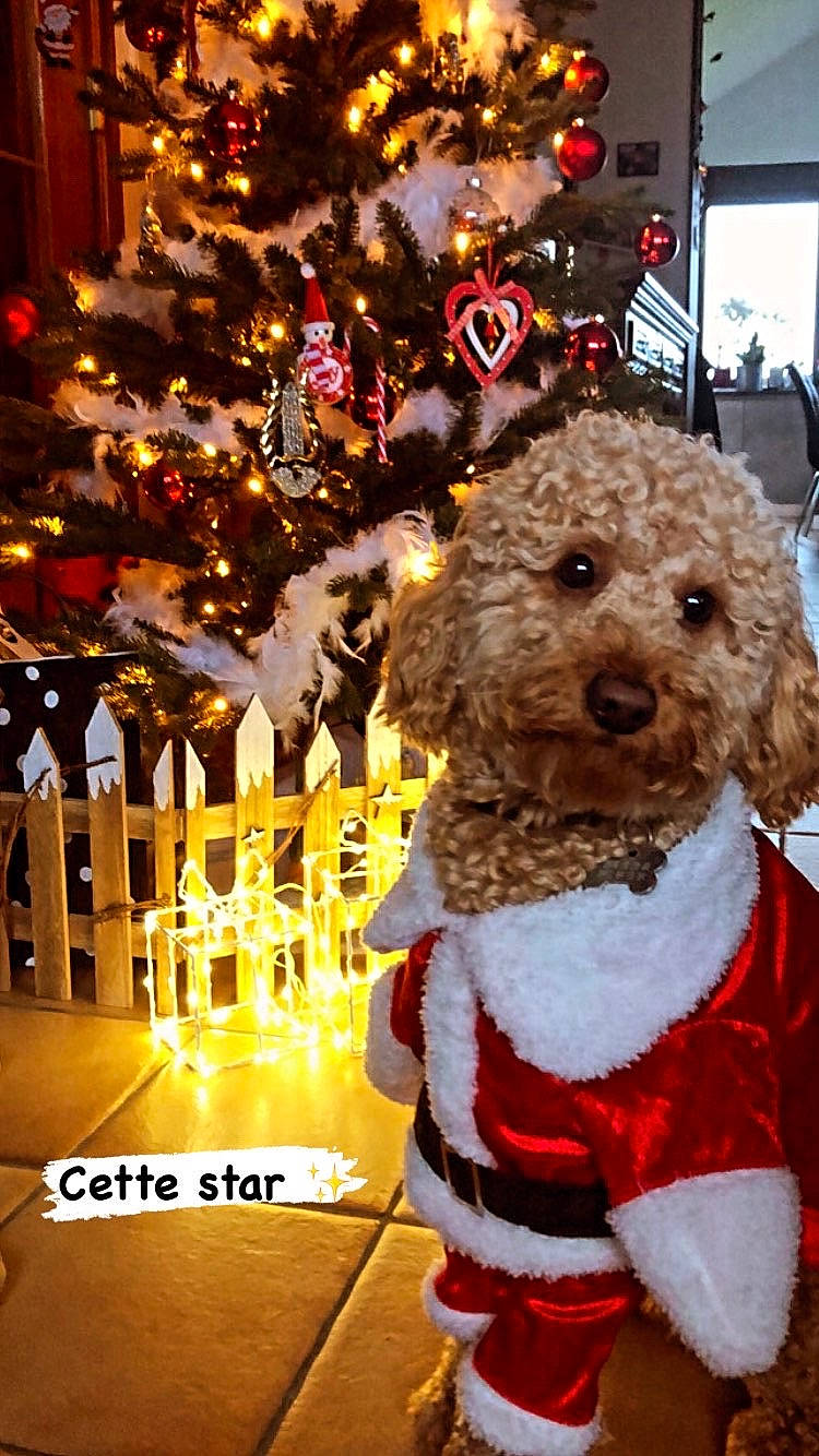 Early a rejoint le concours — aidez-le/la à gagner de superbes lots ! canidae, carnivore, christmas, christmas_decoration, christmas_eve, christmas_lights, christmas_ornament, companion_dog, dog, dog_breed, dog_clothes, fur, holiday, holiday_ornament, interior_design, ornament, snout, sporting_group, stuffed_toy, toy