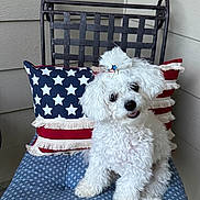 Zoie is registered to the contest to win money with this photo: accessory, adorable, animal, chair, cushion, cute, decor, dog, fluffy_dog, fur, head_tilt, indoor, metal_chair, patriotic_pillow, patterned_cushion, pet, red_stripes, small_dog, stars, white_dog