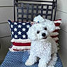 accessory, adorable, animal, chair, cushion, cute, decor, dog, fluffy_dog, fur, head_tilt, indoor, metal_chair, patriotic_pillow, patterned_cushion, pet, red_stripes, small_dog, stars, white_dog