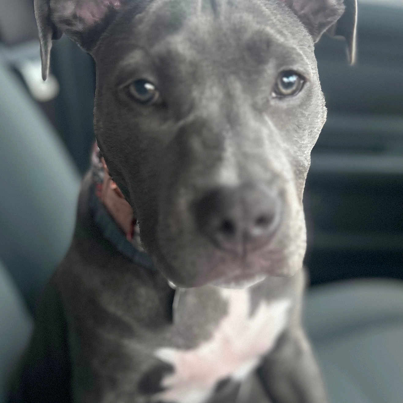 Mabel is registered to the contest to win money with this photo: alloywheel, animal, boxer, bulldog, canine, car, carwheel, dog, greatdane, hound, husky, labradorretriever, machine, pet, pitbull, pointer, puppy, snout, spoke, tire