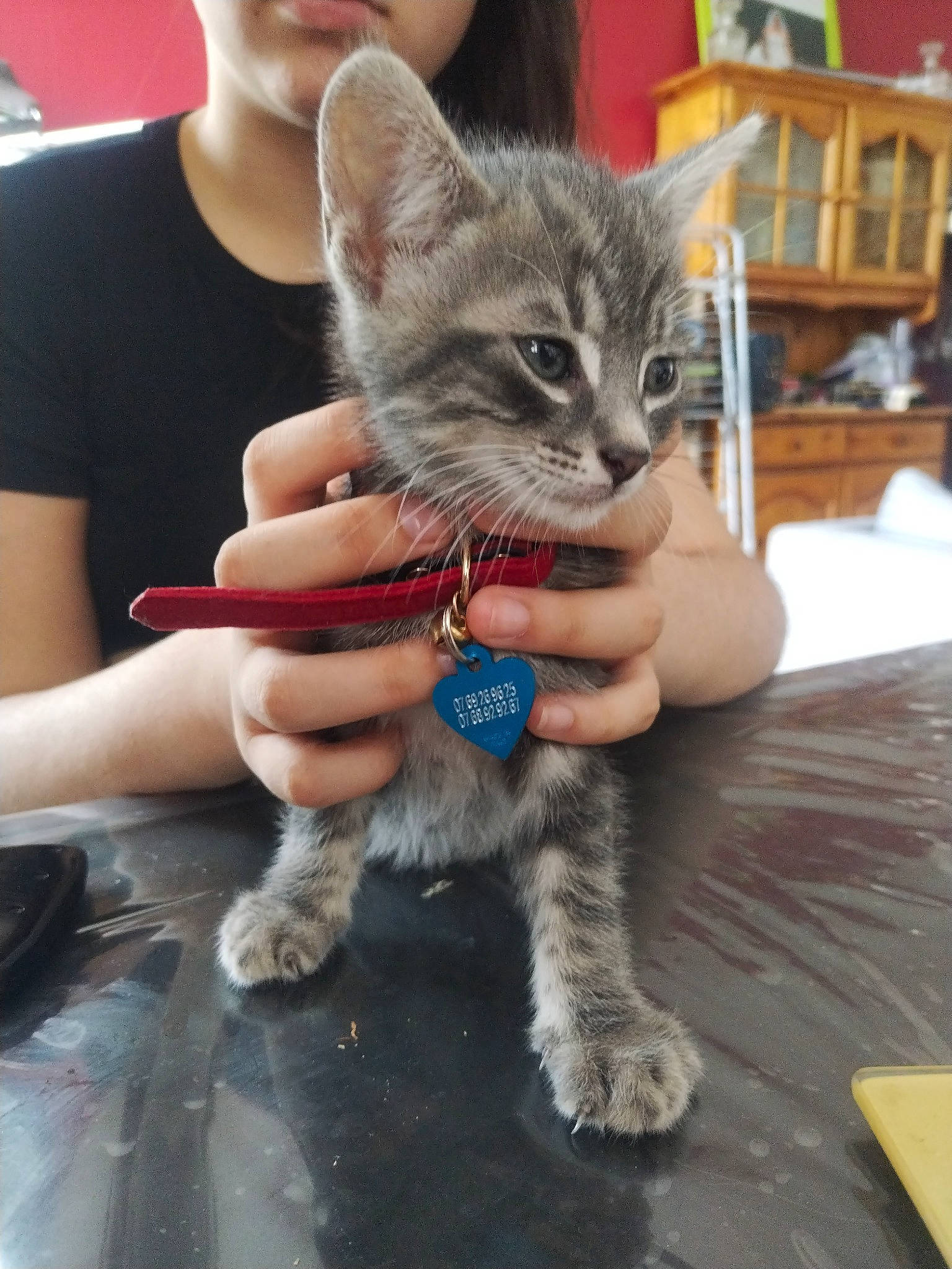 Olaf a rejoint le concours — aidez-le/la à gagner de superbes lots ! bookcase, carnivore, cat, claw, domestic_short_haired_cat, felidae, fur, hand, nail, paw, shelf, small_to_medium_sized_cats, snout, tail, whiskers