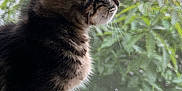 Whisky joined the competition — help win amazing prizes! cat, kitten, tabby, fur, window, windowsill, screen, greenery, plants, side_view, pet, animal, indoor, daylight, curious, young, closeup, whiskers, ears, nature