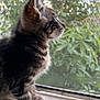 cat, kitten, tabby, fur, window, windowsill, screen, greenery, plants, side_view, pet, animal, indoor, daylight, curious, young, closeup, whiskers, ears, nature