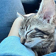 Whisky is registered to the contest to win money with this photo: kitten, cat, sleeping, pet, tabby, fur, whiskers, closeup, lap, human_arm, casual_clothing, denim, relaxation, cozy, indoor, comfort, resting, animal, cute, companion