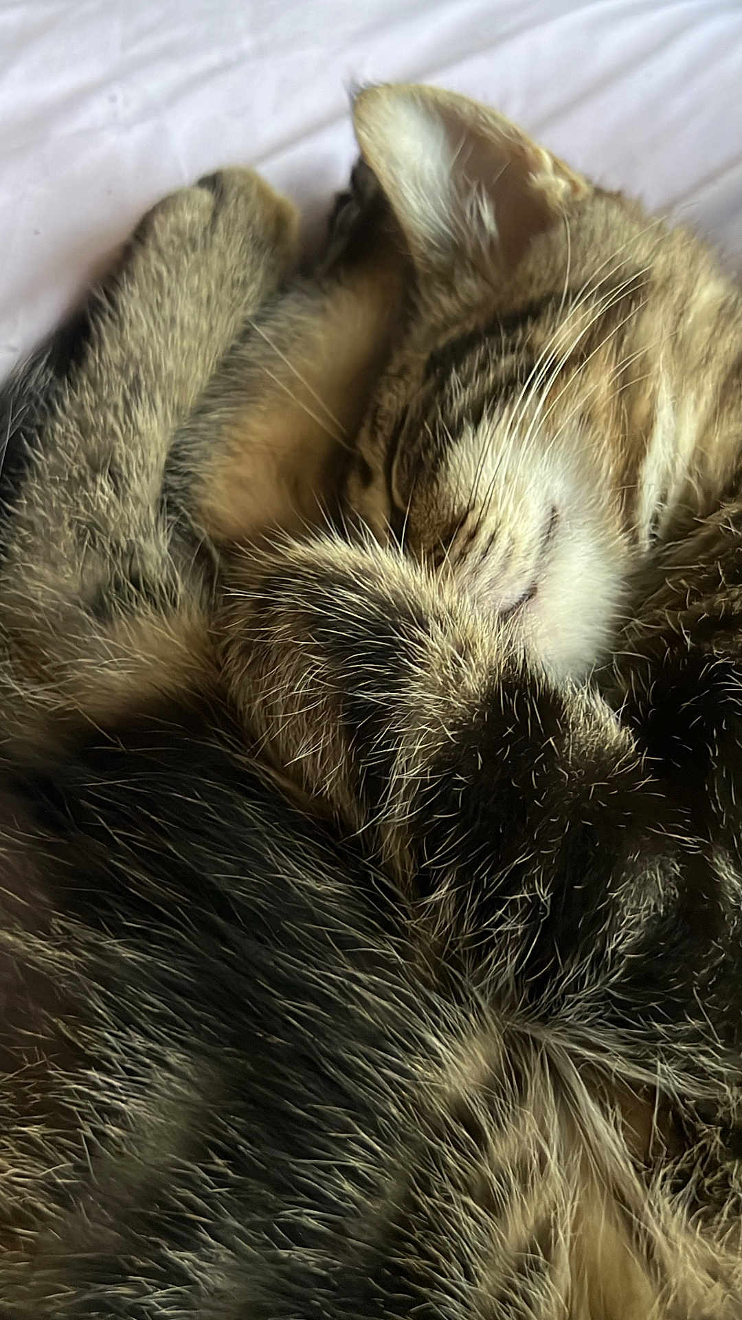 Whisky joined the competition — help win amazing prizes! cat, tabby, sleeping, fur, paw, whiskers, closeup, cozy, resting, pet, animal, cute, domestic, feline, soft, relaxed, curled_up, indoor, nap, warm