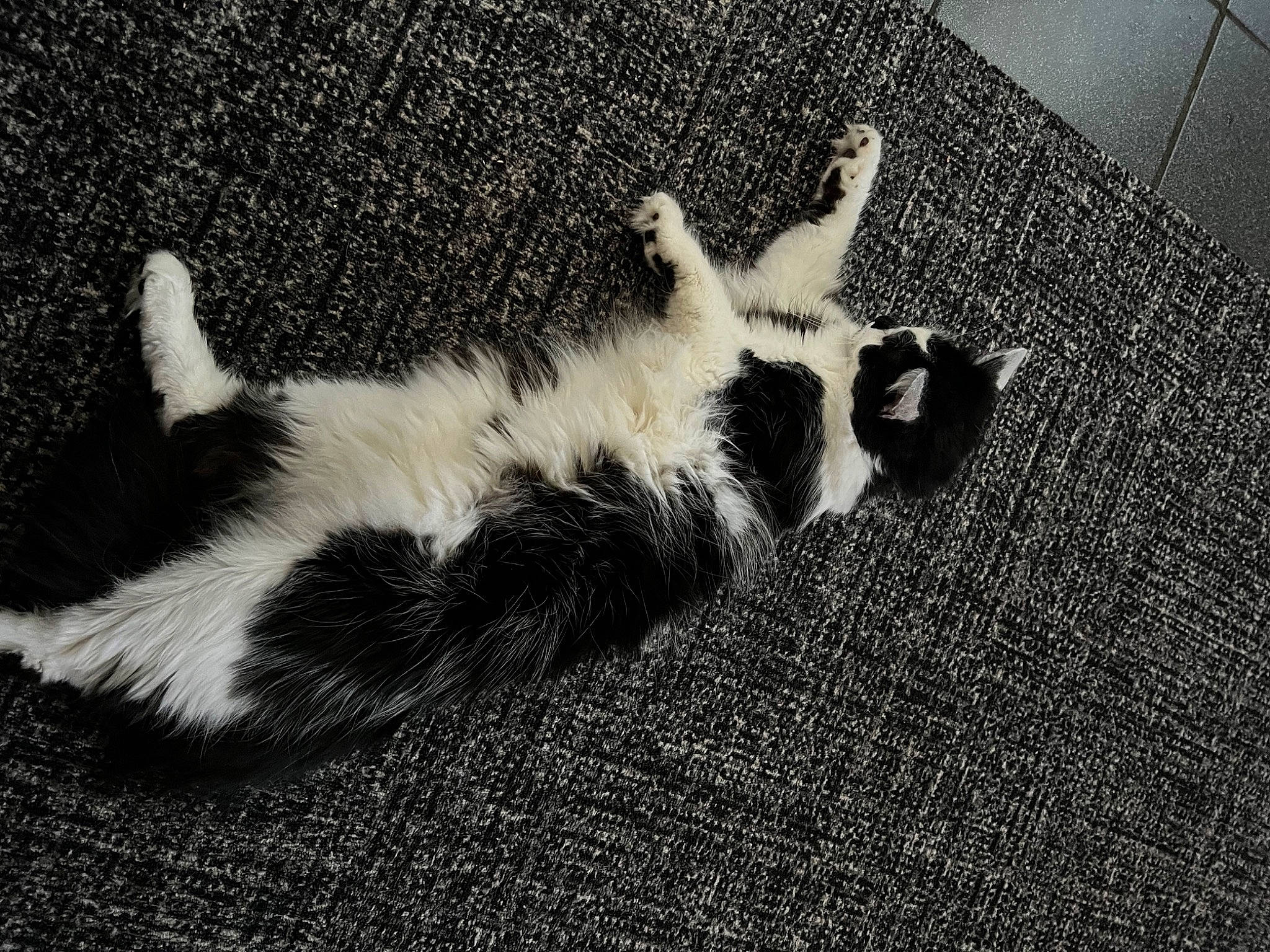 Justice is registered to the contest to win money with this photo: asphalt, canidae, carnivore, cat, comfort, dog_breed, felidae, fur, grass, monochrome, monochrome_photography, paw, shadow, small_to_medium_sized_cats, snout, sporting_group, tail, terrestrial_animal, tints_and_shades, whiskers