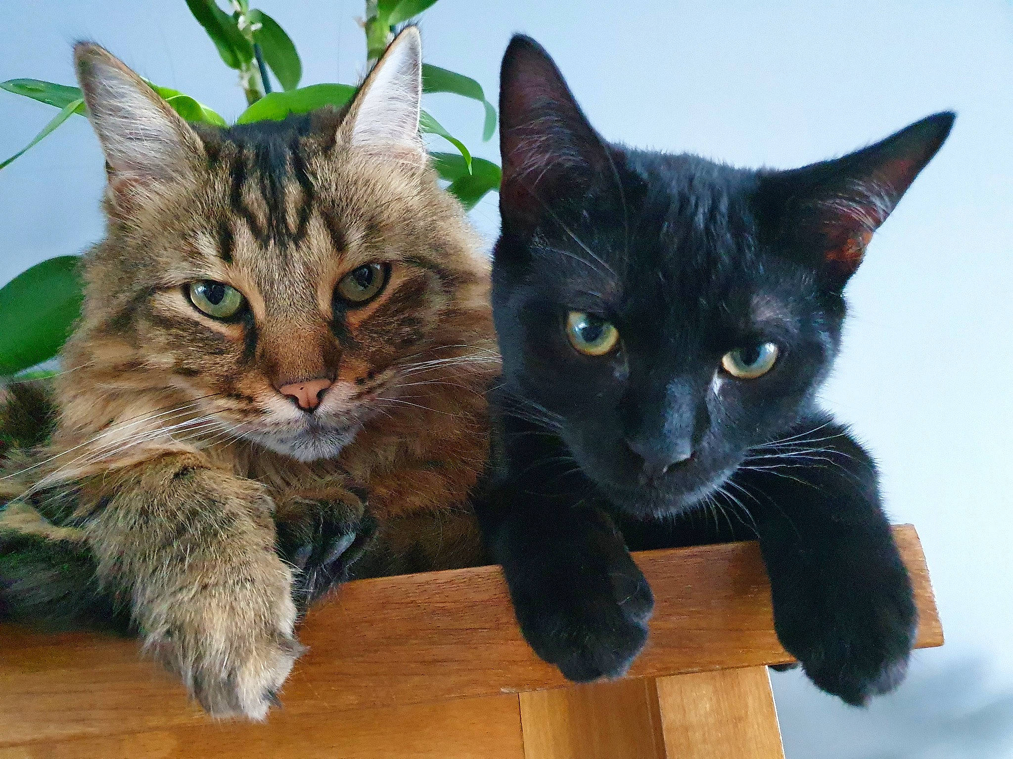 Shadow a rejoint le concours — aidez-le/la à gagner de superbes lots ! black_cat, bombay, carnivore, cat, claw, domestic_short_haired_cat, felidae, fur, hardwood, havana_brown, mammal, paw, small_to_medium_sized_cats, snout, tail, terrestrial_animal, vertebrate, whiskers, wood