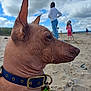animal, beach, canine, close_up, cloudy_sky, collar, daytime, dog, leash, nature, outdoor, people, pet, play, profile, sand, summer, tag, vacation, wrinkles