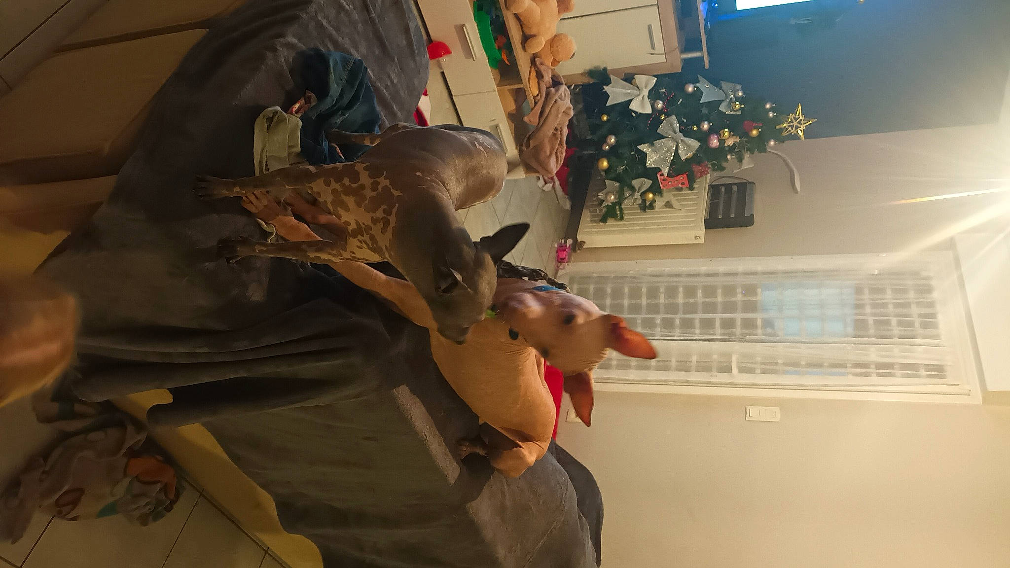 Snoopih a rejoint le concours — aidez-le/la à gagner de superbes lots ! art, ceiling, costume_hat, eyewear, fashion_accessory, fun, fur, hat, houseplant, personal_protective_equipment, picture_frame, plant, room, sun_hat, tree, visual_arts, window, wood